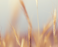 Copy of Brown Coffee Shop And Bistro Banner (LinkedIn Post)-6